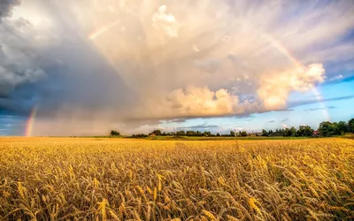 Поле пшеницы и голубое небо Стоковое Фото - изображение насчитывающей  здорово, лужок: 10632398
