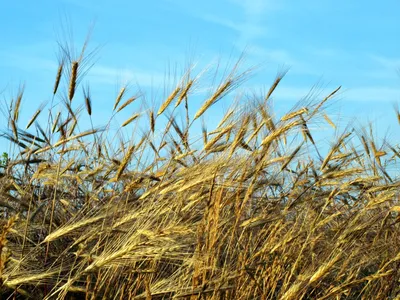 Картинки природа, пшеница, небо, облака, украина - обои 1024x768, картинка  №95795