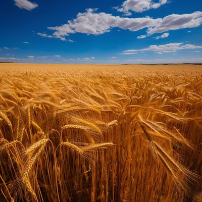 Пшеница на фоне голубого неба - 💔 | Instagram