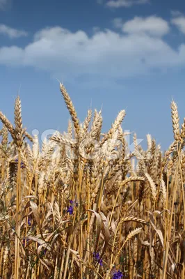 NikoLike - Поле пшеницы! #поле #пшеница #небо #природа | Facebook