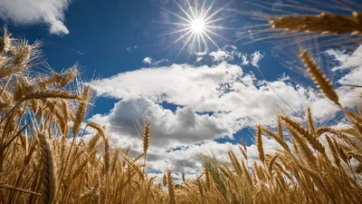 Фото Пшеница Природа Поля Небо Колос 2560x1920
