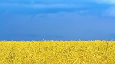 Золотая Пшеница Поле И Голубое Небо. Стоковые Фотографии | FreeImages