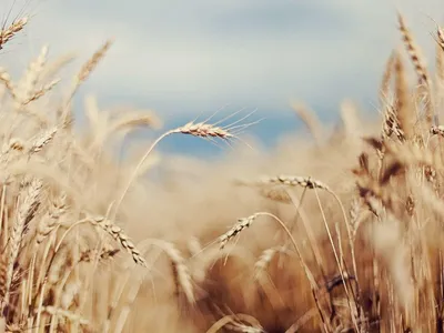 Обои Поле, 4k, HD, пшеница, колоски, небо, облака, Field, 4k, HD wallpaper,  wheat, spikes, sky, clouds, Природа #5190