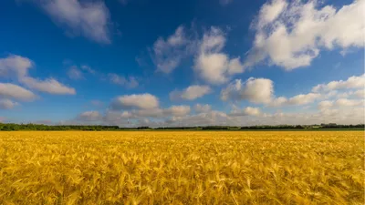 поле пшеницы в яркий солнечный день, голубое небо и барашки облака  Stock-Foto | Adobe Stock
