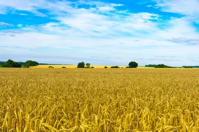 Поле пшеницы и голубое небо (45 фото) - 45 фото
