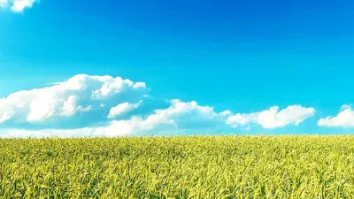 Пшеница под синим небом — Фото №29383