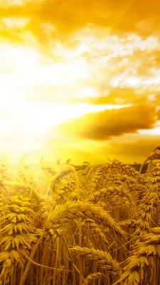 золотое пшеничное поле в поле заката, 3d осенняя пшеница на фоне закатного  неба, Hd фотография фото, осень фон картинки и Фото для бесплатной загрузки