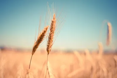 пшеница неба стоковое фото. изображение насчитывающей природа - 15059320