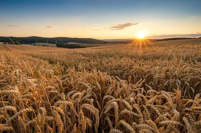 пшеница и небо | Пикабу