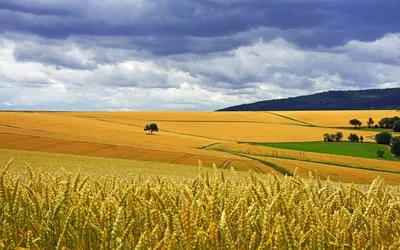 Поле пшеницы показано с голубым небом и облаками. | Премиум Фото
