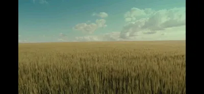 Бескрайнее поле пшеницы,поле …» — создано в Шедевруме