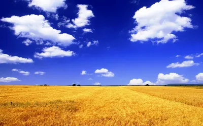 Картинки природа, украина, поле, пшеница, небо, солнце, красиво, лето,  август, облака - обои 1920x1080, картинка №146875