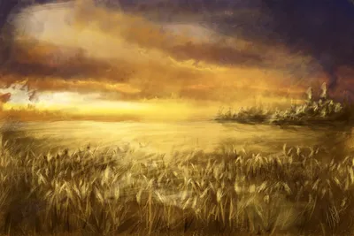 Пшеница и голубое небо - 70 фото