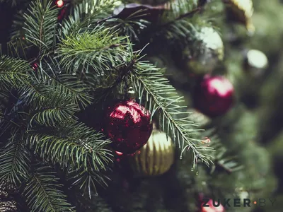 Белки в колесе и гигантский Громозека: как новогодние елки на Металлурге  стали украшением перестроечной Самары - KP.RU