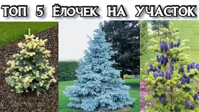Где купить елку и елочные украшения в Омске?