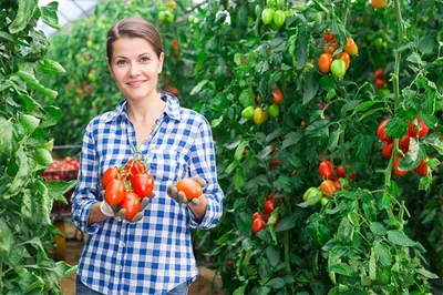 Синьор помидор: как выбрать самые вкусные томаты | 16.05.2022 | Псков -  БезФормата