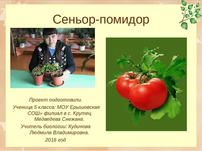 Отзыв о Семена томата Аэлита \"Сеньор Помидор\" | 10 литров с одного растения