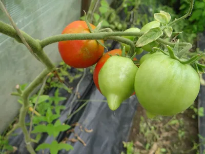 Сызранский помидор – 2022» приглашает гостей