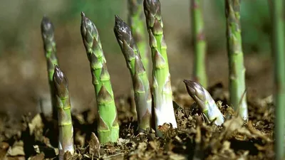 Как вырастить спаржу (аспарагус) на своем участке. Asparagus cultivation. -  YouTube