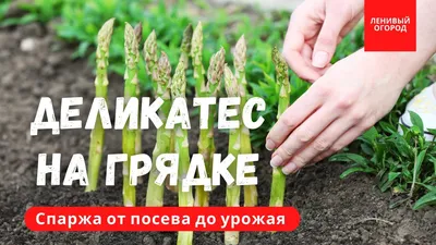 Зачем французу спаржа в Подмосковье? - Телеканал «Моя Планета»