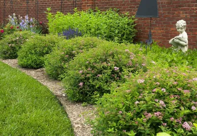Расположение спиреи в саду: с чем сочетать, что посадить рядом? | Академия  ландшафтного дизайна | Дзен