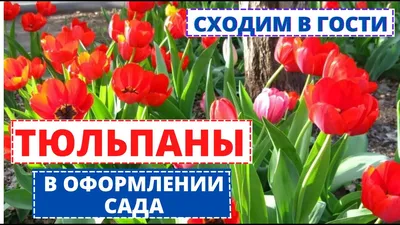 Символ весны и любви: король цветущего сада – тюльпан