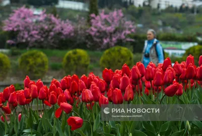 Тюльпаны в весеннем саду. Сорта, фотографии цветения