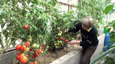 Таких томатов в теплице Вы еще не видели!