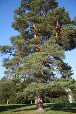 Как цветет сосна обыкновенная (Pinus sylvestris)