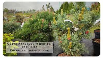 Зелень сосны 32 см (Зеленый/Сиреневый) купить в магазине My-Florist.ru