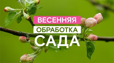 Гиацинт - чудо весеннего сада | flokus.ru - ландшафтный дизайн