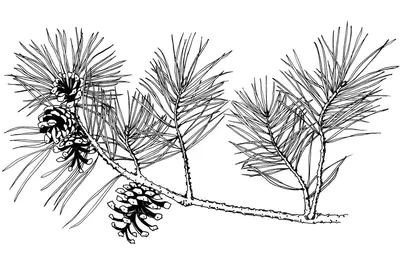 Рисунок ветка сосны с шишками - 38 фото