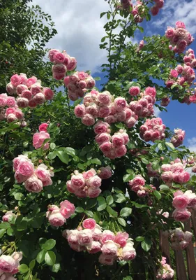 Жасмин в саду в Норвегии 🇳🇴☀️ | Plants, Garden, Grapes