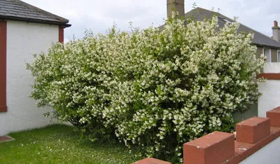 Чубушник Вирджинал (Philadelphus virginal) (садовый жасмин Вирджинал) С2 |  XSV.BY