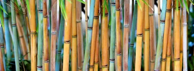 Фотообои бамбук фото фото