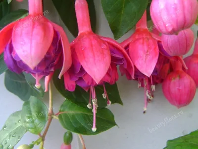 Фуксия гибридная - Фуксия - Красивоцветущие растения - Комнатные растения -  GreenInfo.ru
