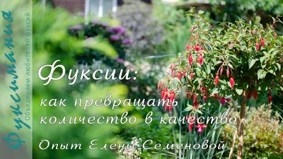Фуксия Blue Angel - Сад цветов - Магазин рассады цветов в Барнауле