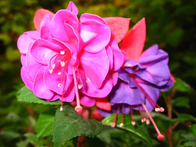Фуксия ампельная крупноцветковая микс расцветок