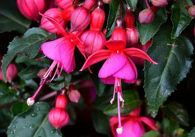 Фуксия - цветок эльфов | Пикабу