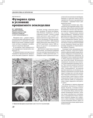 Фузариозная гниль донца лука Грибные болезни | Syngenta