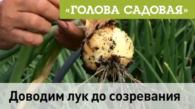 Ложная мучнистая роса (пероноспороз) лука Грибные болезни | Syngenta