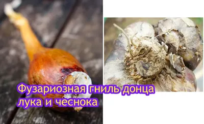 Fusarium of garlic. Description and many photos – UkrUP ™ (УкрАП) – Чеснок  от производителя