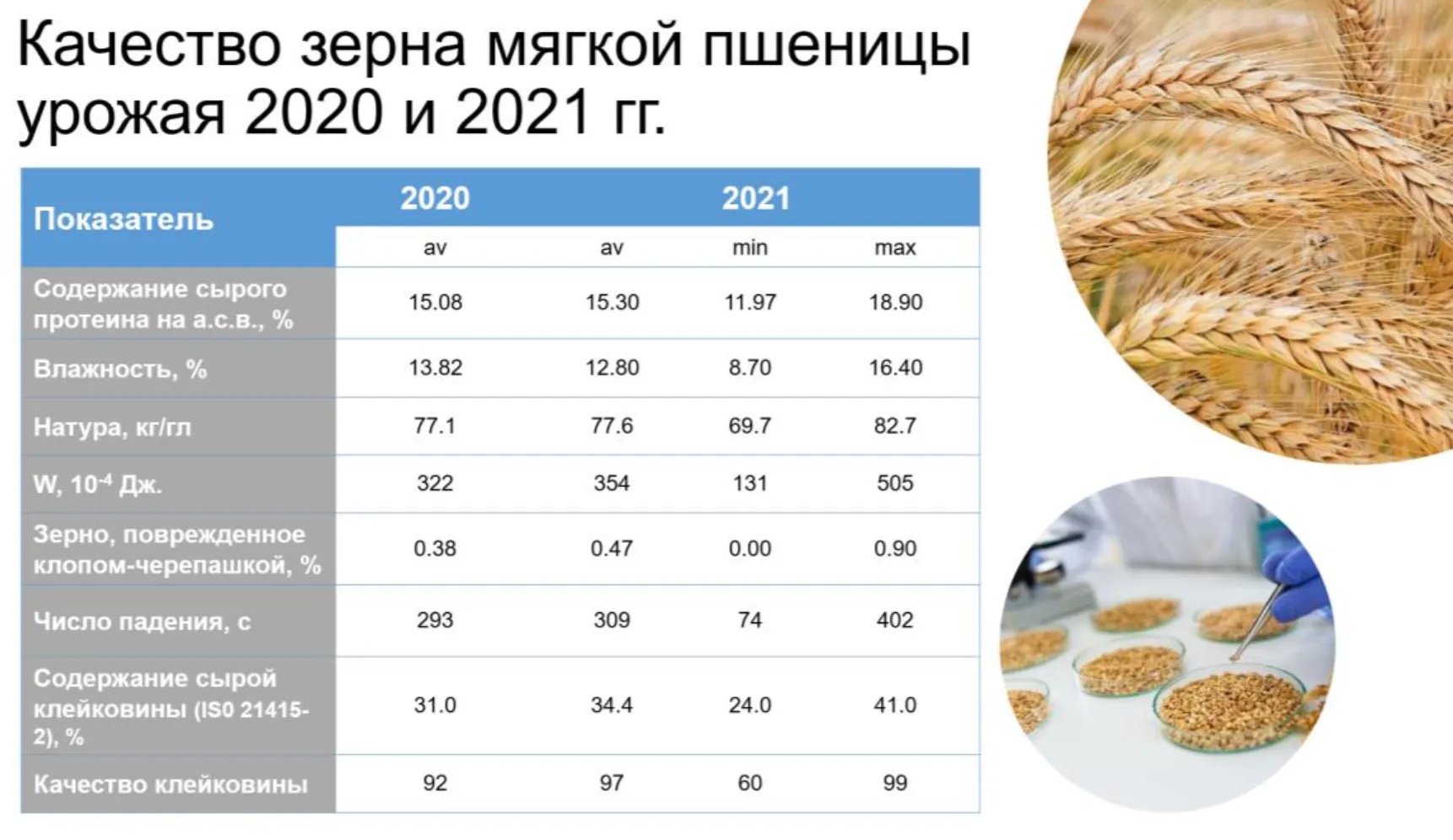 Урожайность 2021. Качество пшеницы. Качество зерна. Качество зерна пшеницы. Урожай пшеницы за 2021.