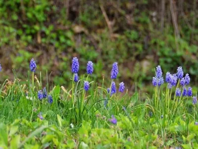 Мускари (Muscari) - «? Удивительное - рядом. Гадючий лук ?Мышиный гиацинт.  Или привычнее - Мускари. Поляна изящных, нежных синих цветов - это совсем  несложно. А вам нравится Мускари?» | отзывы