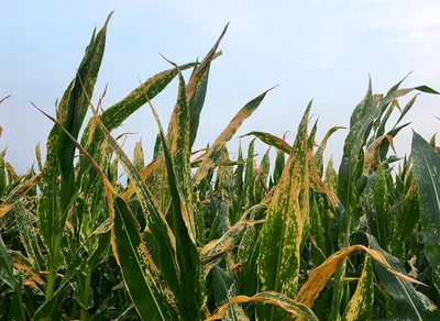 ИП ООО «Agro-Biosintez» | Tashkent