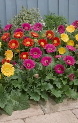 Цветок Гербера в саду стоковое фото. изображение насчитывающей куст -  179935484