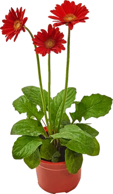 Гербера Сад Весна - Бесплатное фото на Pixabay - Pixabay