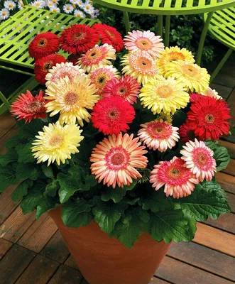 Гербера Цветущий сад Гербера Яркий букет - купить по выгодным ценам в  интернет-магазине OZON (1309266694)