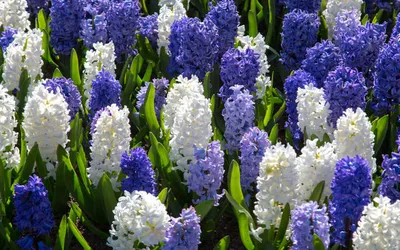 Гиацинт Мультифлора Блю (Hyacinthus Multiflora Blue) - Луковицы гиацинтов -  купить недорого гиацинты в Москве в интернет-магазине Сад вашей мечты