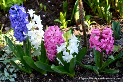 Гиацинт, Hyacinthus, описание, уход, фото